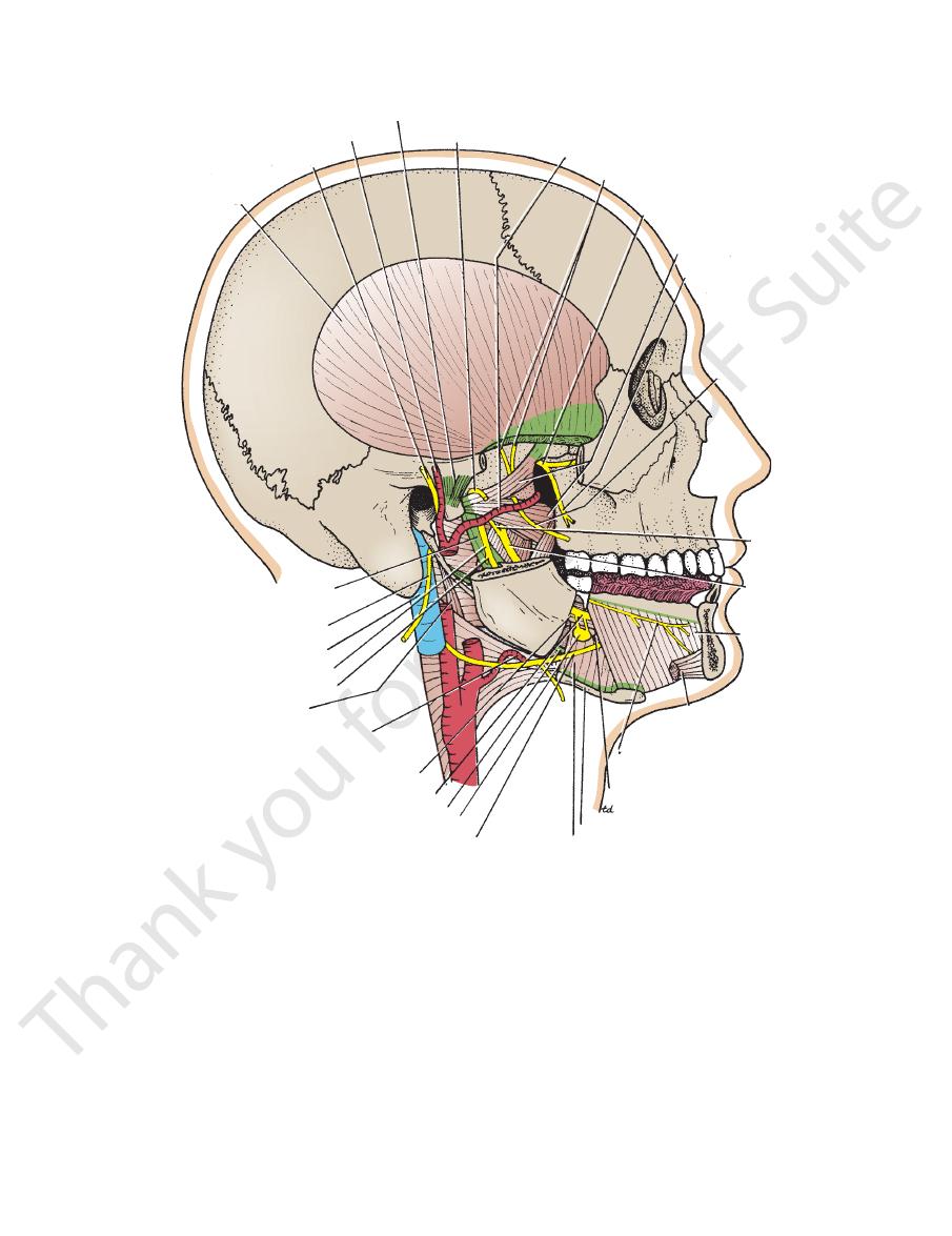 The Scalp Pdf Head And Neck Muhadharaty