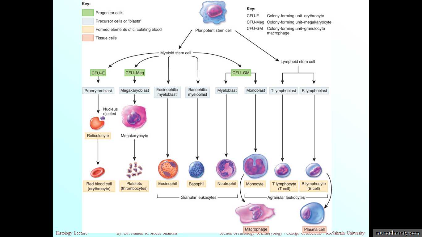 Erythropoiesis Pptx Muhadharaty