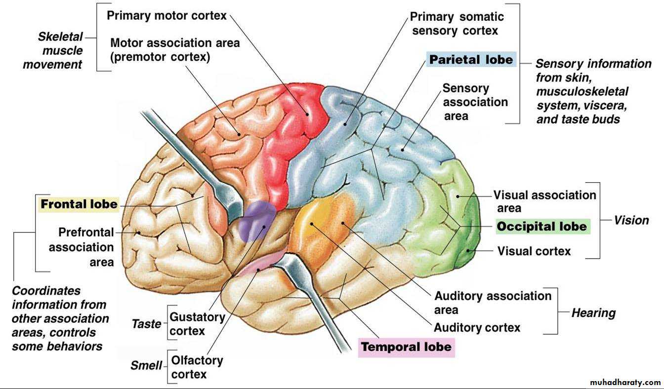 11 Physiology of Cerebral Cortex pptx فرح نبيل عباس Muhadharaty
