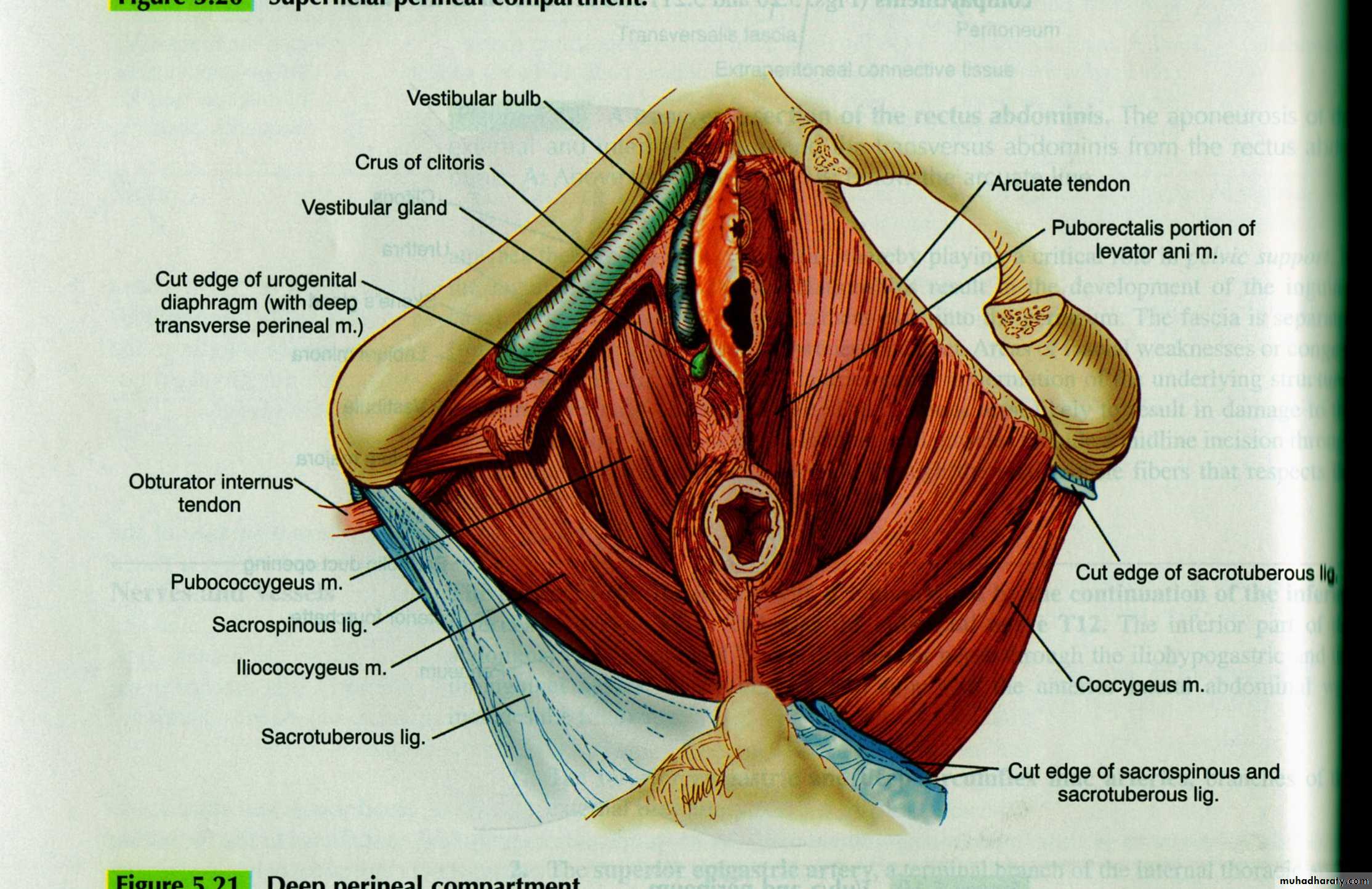 Real Vagina Diagram Erotic Photos Of Naked Girls