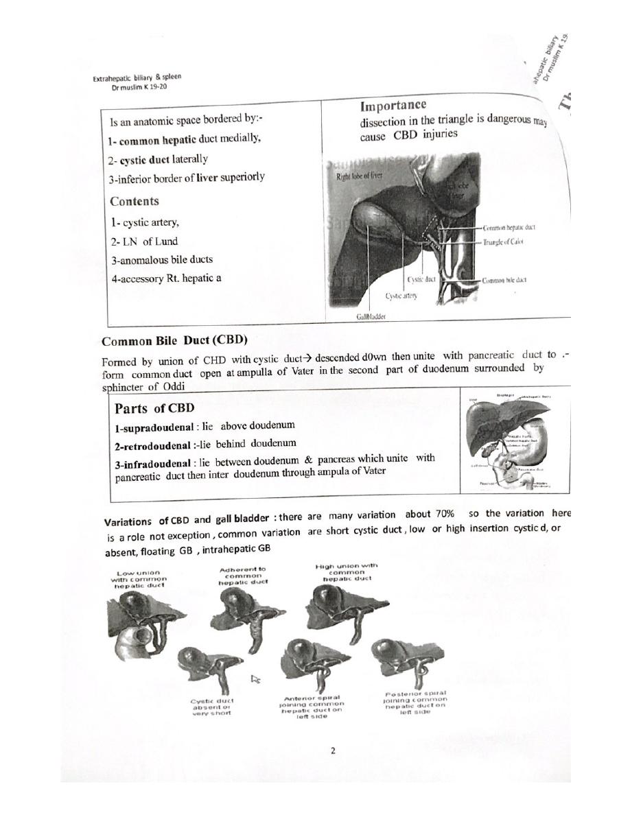 Extrahepatic Biliary And Spleen Pdf D Muslim Muhadharaty