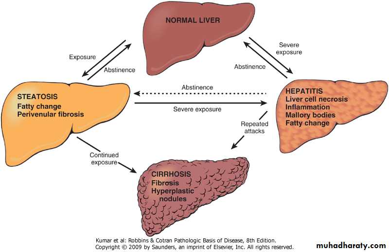 LIVER pptx - د.شعيب - Muhadharaty