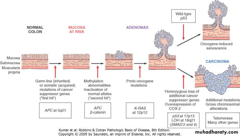 Oncology pptx - د.شعيب - Muhadharaty