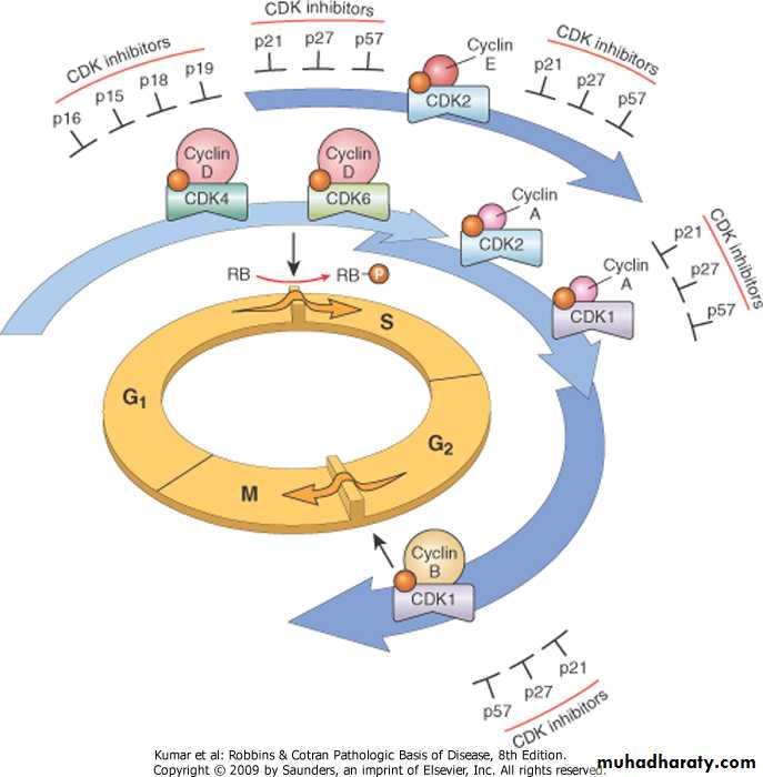 Oncology pptx - د.شعيب - Muhadharaty