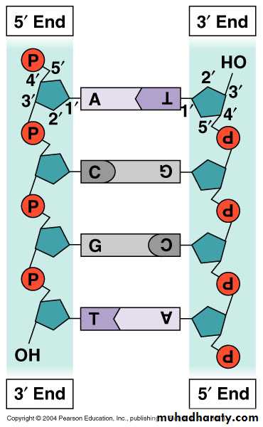 genetics pptx - د.فراس - Muhadharaty