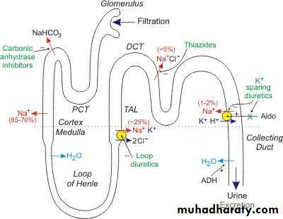 diuretics pptx - د.عمر - Muhadharaty