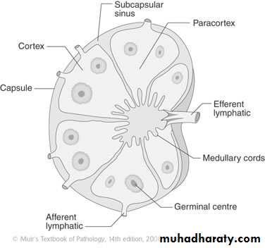 Lympho Reticular System pptx - د.ندوى - Muhadharaty