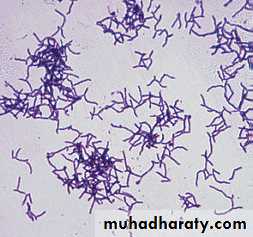 normal flora docx - جماعة المختبر - Muhadharaty