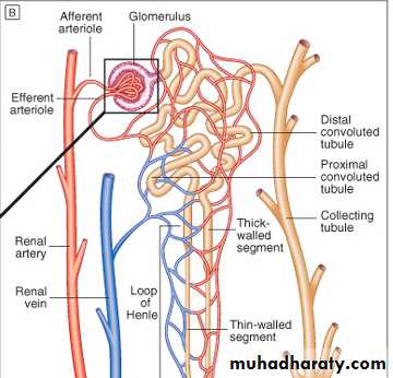 Interstitial nephritis pptx - دكتور زيدان جايد - Muhadharaty