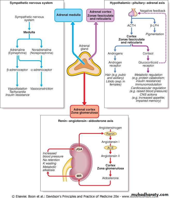 adrenal gland diseases pptx - دكتور حسن اسماعيل - Muhadharaty