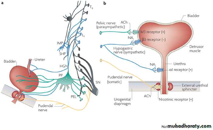 neurogenic bladder pptx - د.أحمد - Muhadharaty
