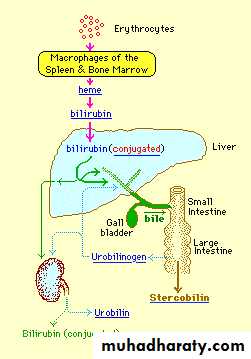 Approach to the management of Hyperbilirubinemia docx - لؤي فرهود ...