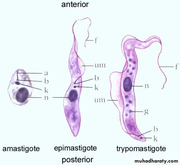 Трипаносома строение рисунок с надписями