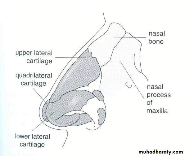 The nose docx - د.سعد - Muhadharaty