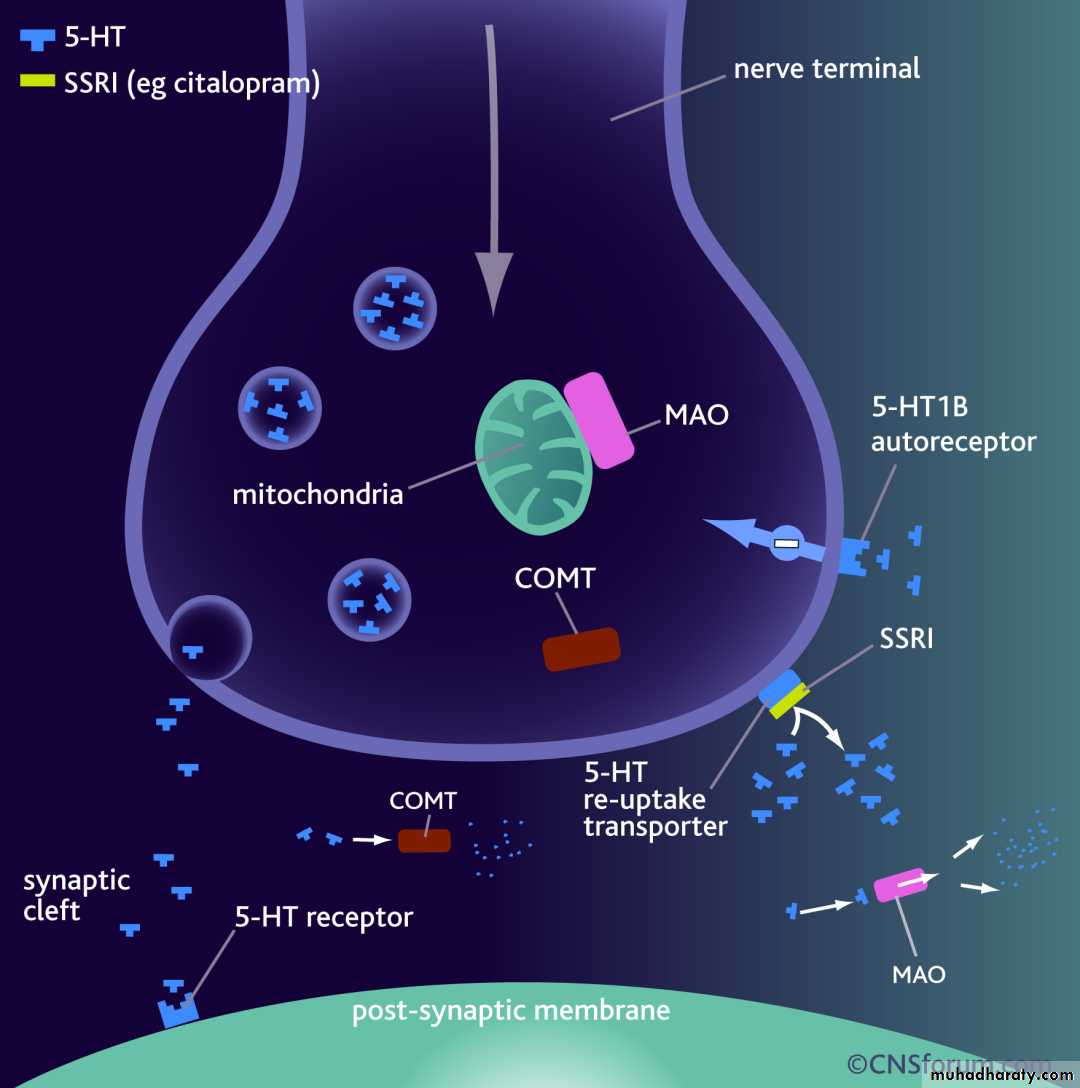 antidepressants-and-neuroleptic-pptx-muhadharaty