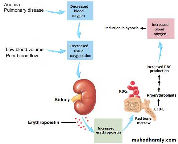 Blood1 pptx - د.بسام - Muhadharaty