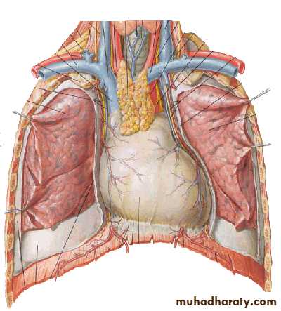 anterior mediastinum contents