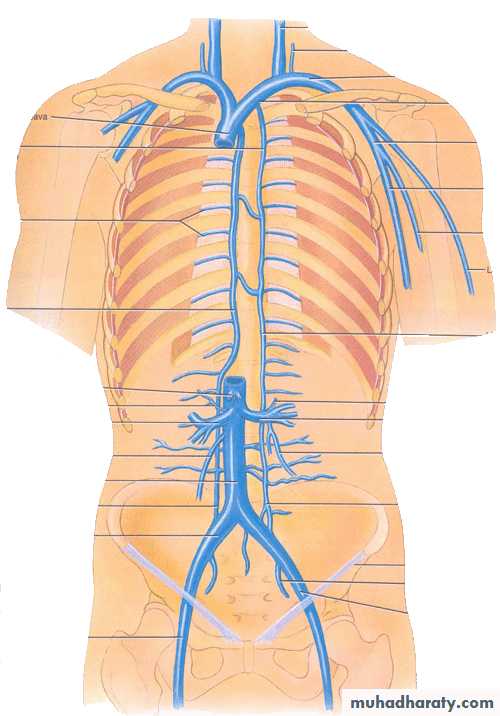 Thorax pptx - دكتور حافظ العشو - Muhadharaty