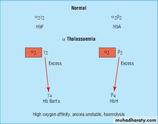 Thalassemia Pptx د عصام احمد Muhadharaty