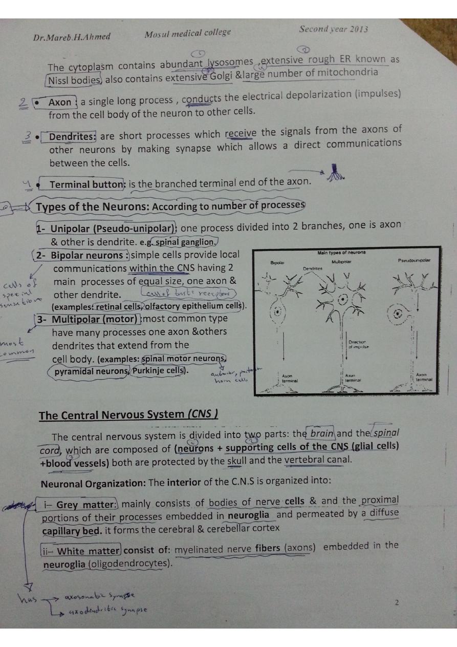 Nervous system pdf - د. مآرب - Muhadharaty