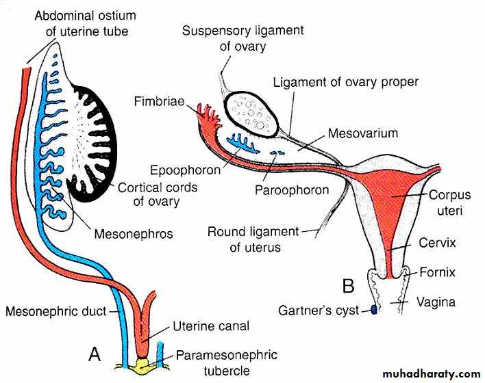 Ppt Embryology Of The Female Genital Tract Powerpoint