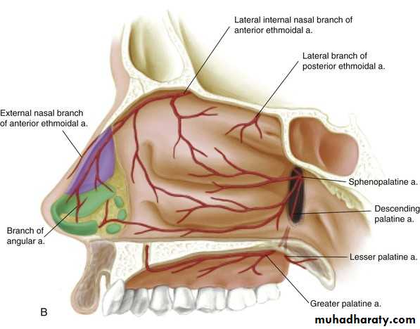 Anatomy And Physiology Of The Nose And Paranasal Sinuses Pptx د علي عبد Muhadharaty