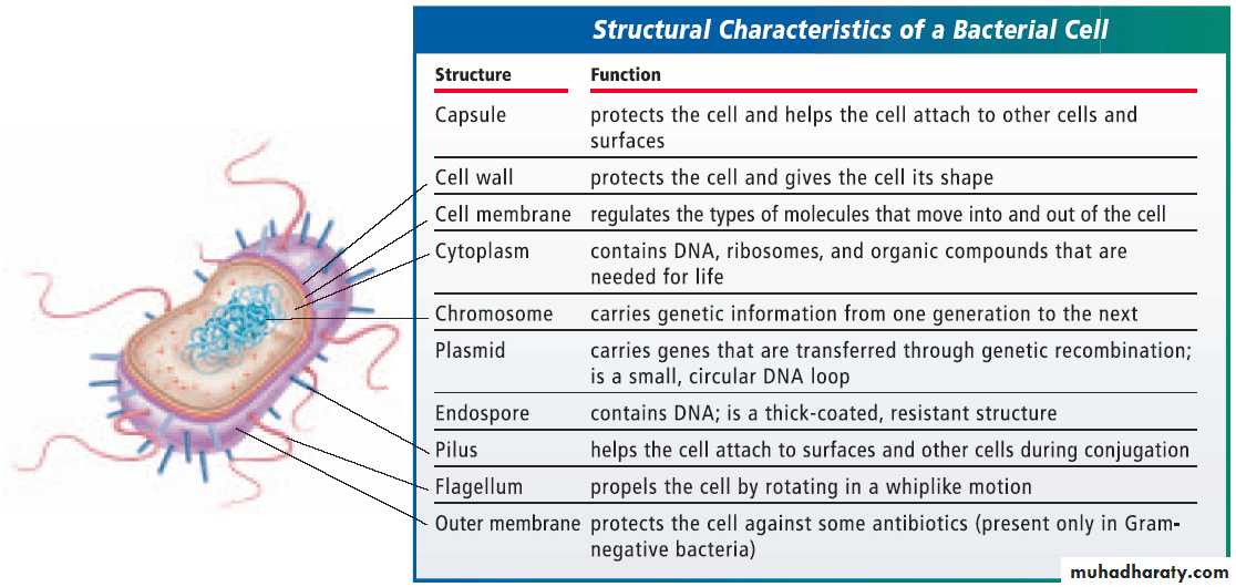 bacteria and viruses pptx - dr.aydin - Muhadharaty