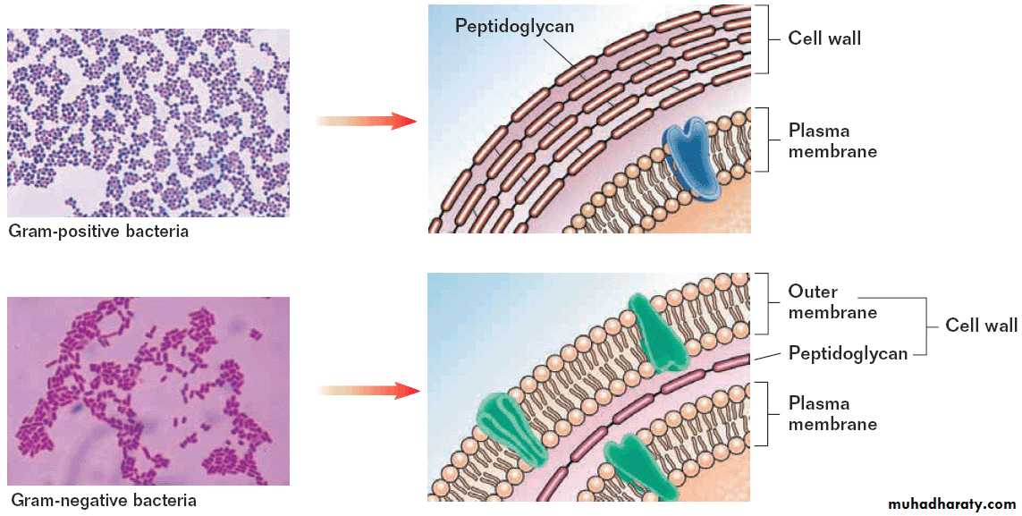 bacteria and viruses pptx - dr.aydin - Muhadharaty