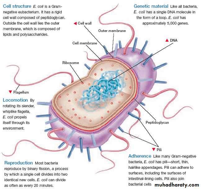 bacteria and viruses pptx - dr.aydin - Muhadharaty