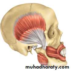 TMJ Myology pptx - Dr.Salwan - Muhadharaty