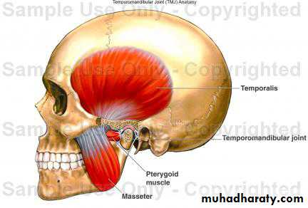 TMJ Myology pptx - Dr.Salwan - Muhadharaty