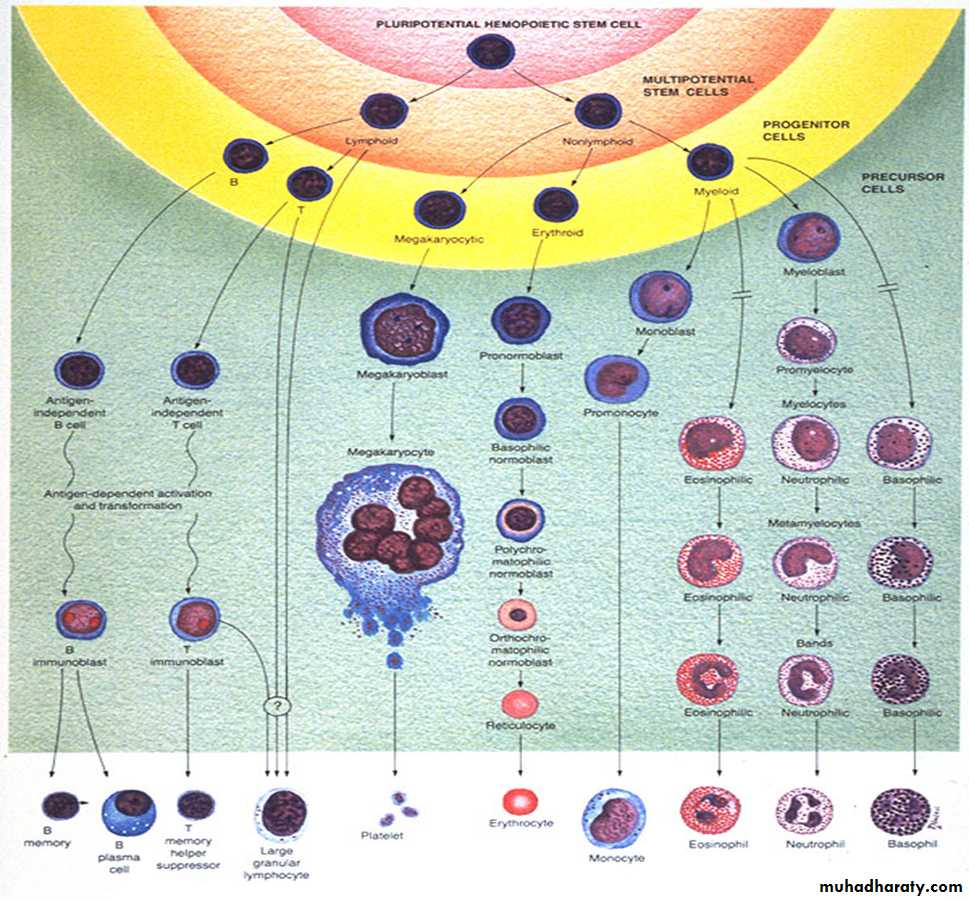 ACUTE LEUKEMIA docx - د.خالد نافع - Muhadharaty