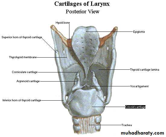 larynx docx - د. باسل - Muhadharaty