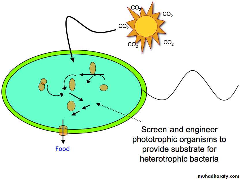 Bacterial Physiology Pptx - د. وليد - Muhadharaty