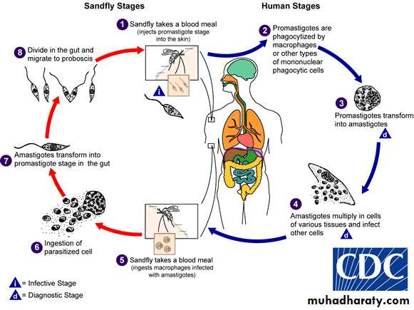 Blood and tissue Protozoa docx - د. أكرم - Muhadharaty