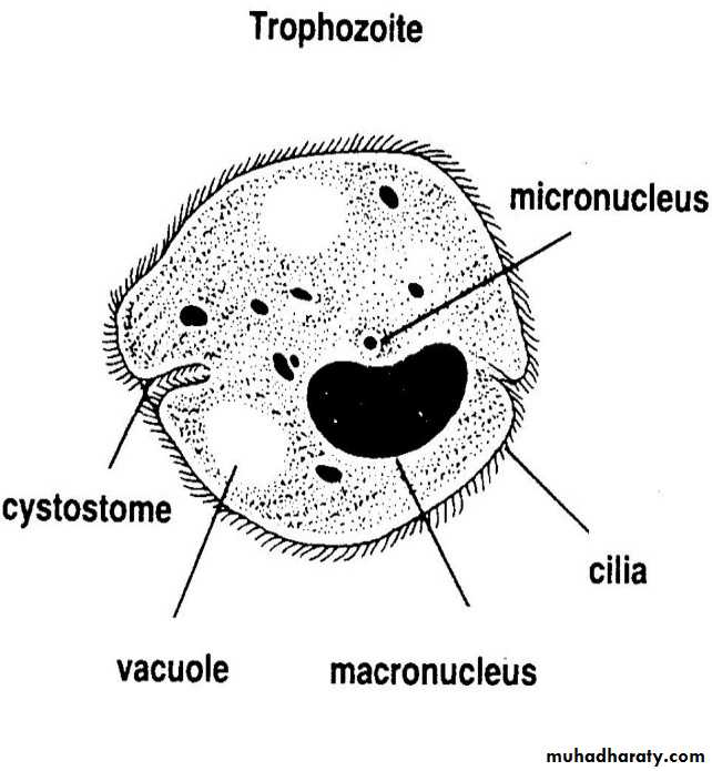 Introduction To Parasitology docx - د. زينب - Muhadharaty