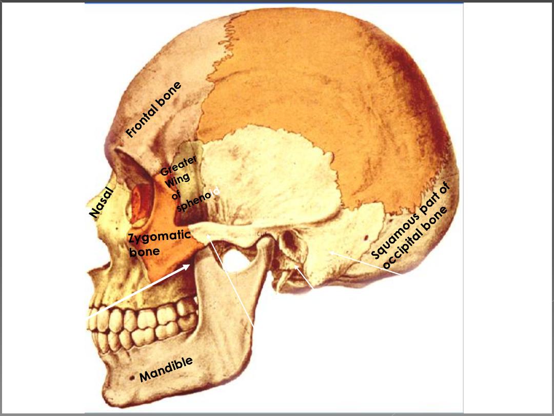 muscles part 2-1 pdf - dr.motaz - Muhadharaty