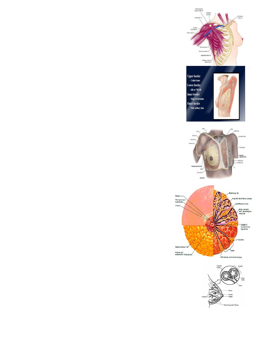 Breast diseases pdf . Muhadharaty