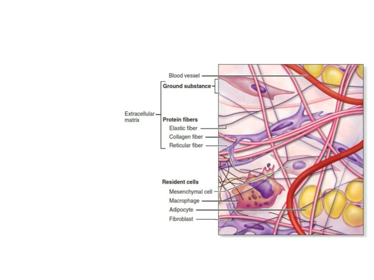 connective tissue pdf - dr.suhaila - Muhadharaty