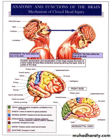 Acute Head Injury Pptx - د.علي الشالجي - Muhadharaty