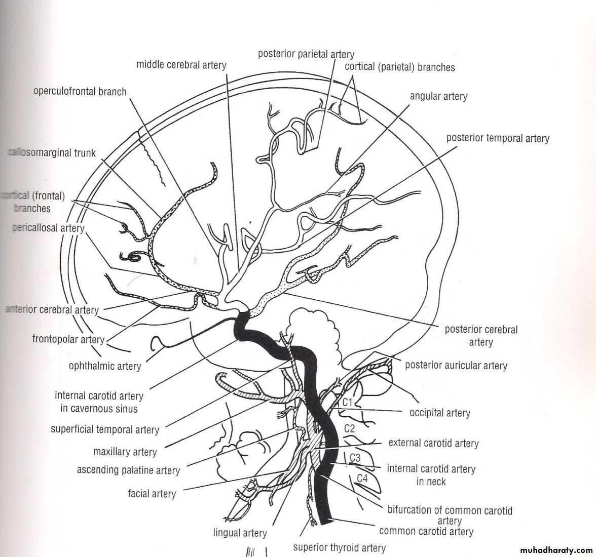 Neuro anatomy pptx - Dr.ALHubaity - Muhadharaty