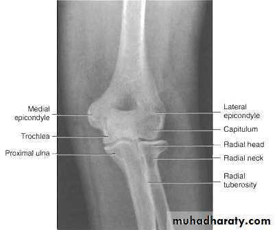 The Elbow docx - د.مثنى - Muhadharaty