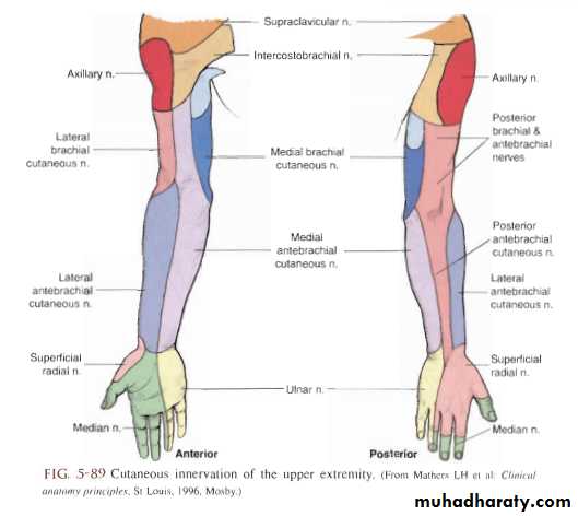 The Elbow docx - د.مثنى - Muhadharaty