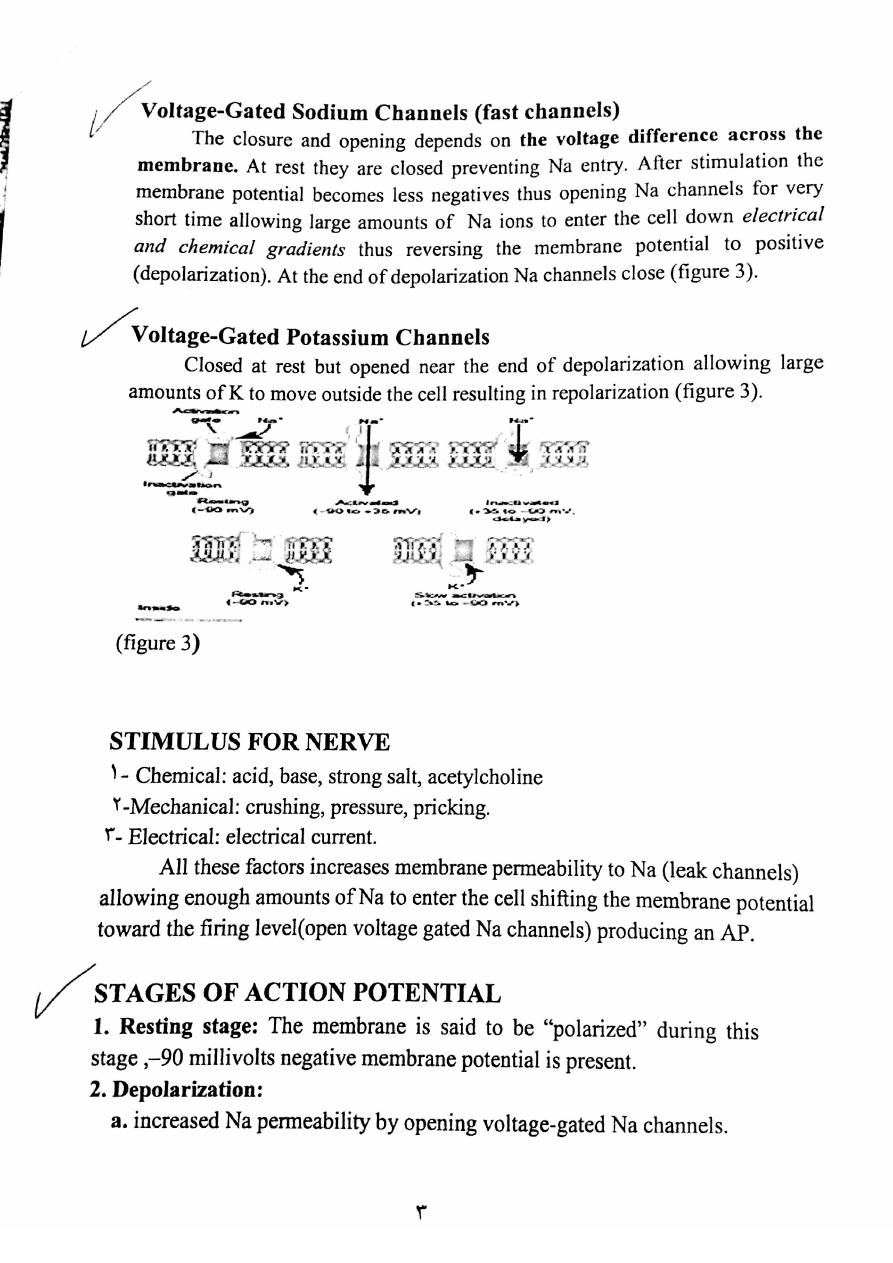 physiology-of-the-nerve-word-pdf-muhadharaty