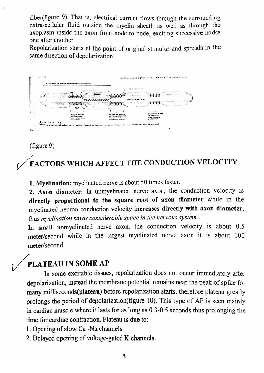 physiology-of-the-nerve-word-pdf-muhadharaty