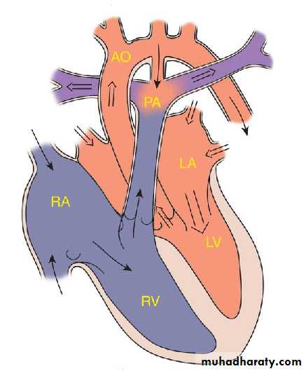 Cardiovascular system docx - د. اثل - Muhadharaty