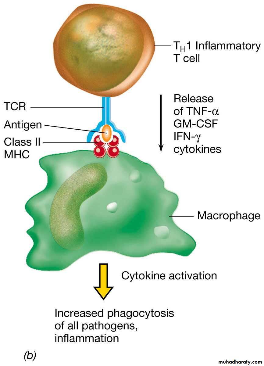 The Specific Immune Response pptx - د.فراس - Muhadharaty