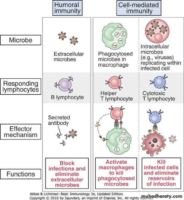 The Specific Immune Response pptx - د.فراس - Muhadharaty