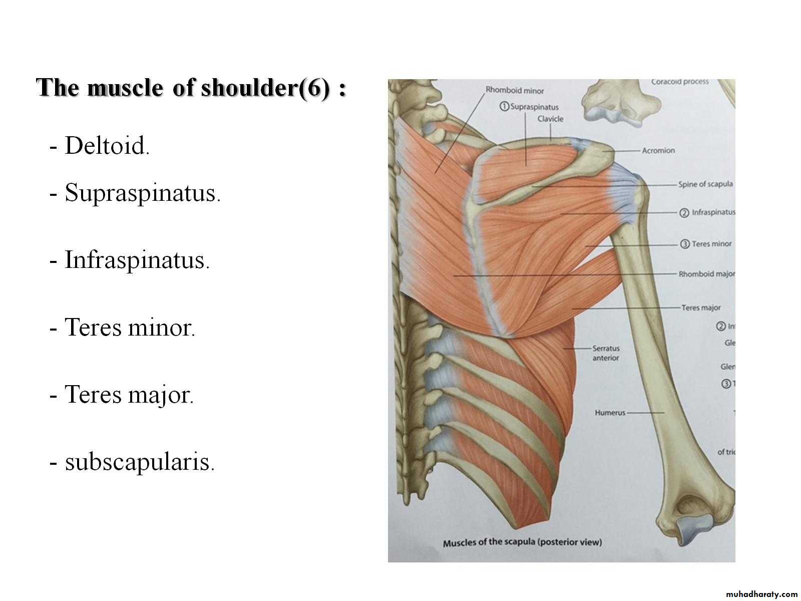 muscles of upper limb pptx - Dr.Ahmed Turkmani - Muhadharaty