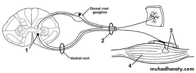 Periphral neuropathy docx - د.غياث - Muhadharaty